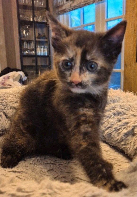 Lieve kitten zoekt een gouden plekje!, Poes