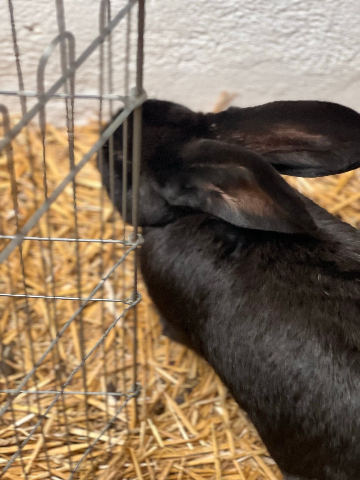 Superleuke en lieve vlaamse reuzen van 8 weken, Dieren en Toebehoren, April, Meerdere dieren, Overige typen, Tam