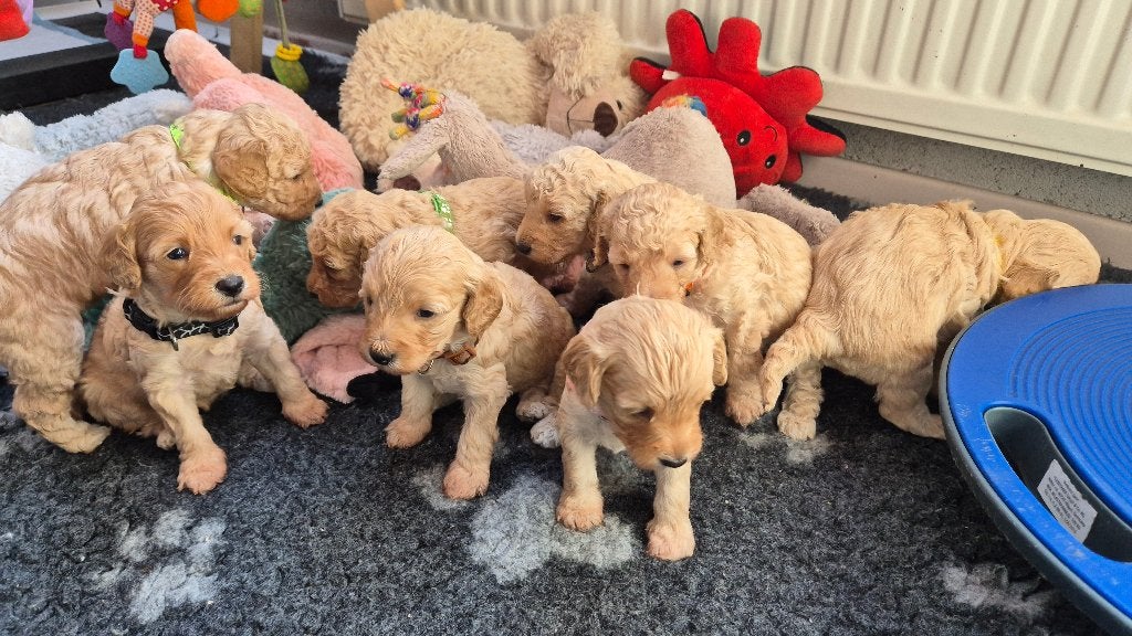 Cockapoo pupjes, Dieren en Toebehoren, Honden | Niet-rashonden, 8 tot 15 weken, Meerdere, Meerdere dieren, Klein
