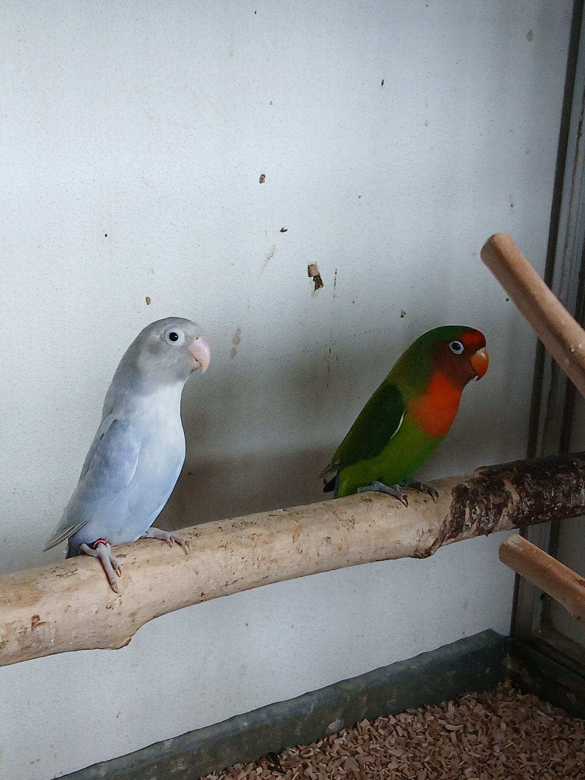 Mooi koppel agapornissen, Meerdere dieren, Dwergpapegaai of Agapornis, Geringd