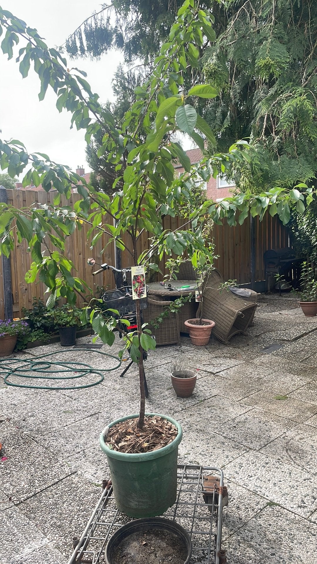 Morello kersenboom, Ophalen of Verzenden, Volle zon, Overige soorten, Minder dan 100 cm