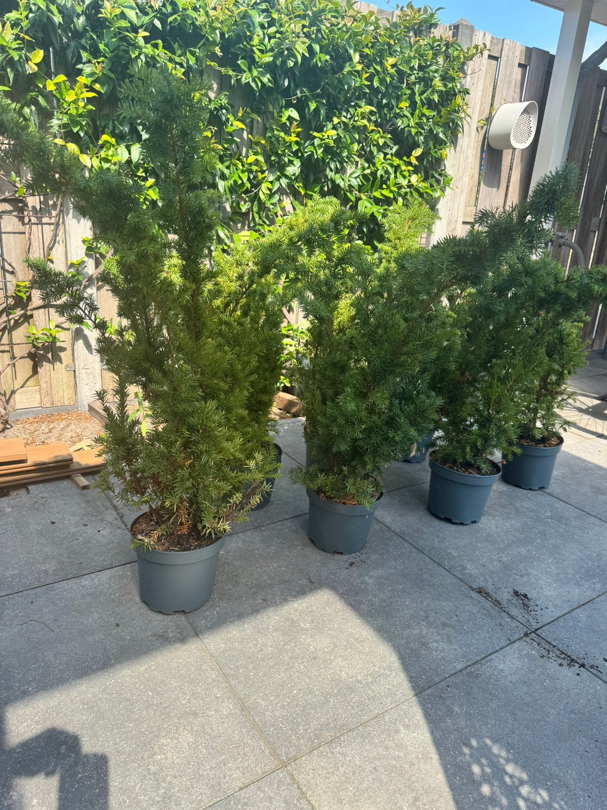 Taxus Baccata, Tuin en Terras, Planten | Bomen, Ophalen, Bloeit niet, Halfschaduw, Overige soorten