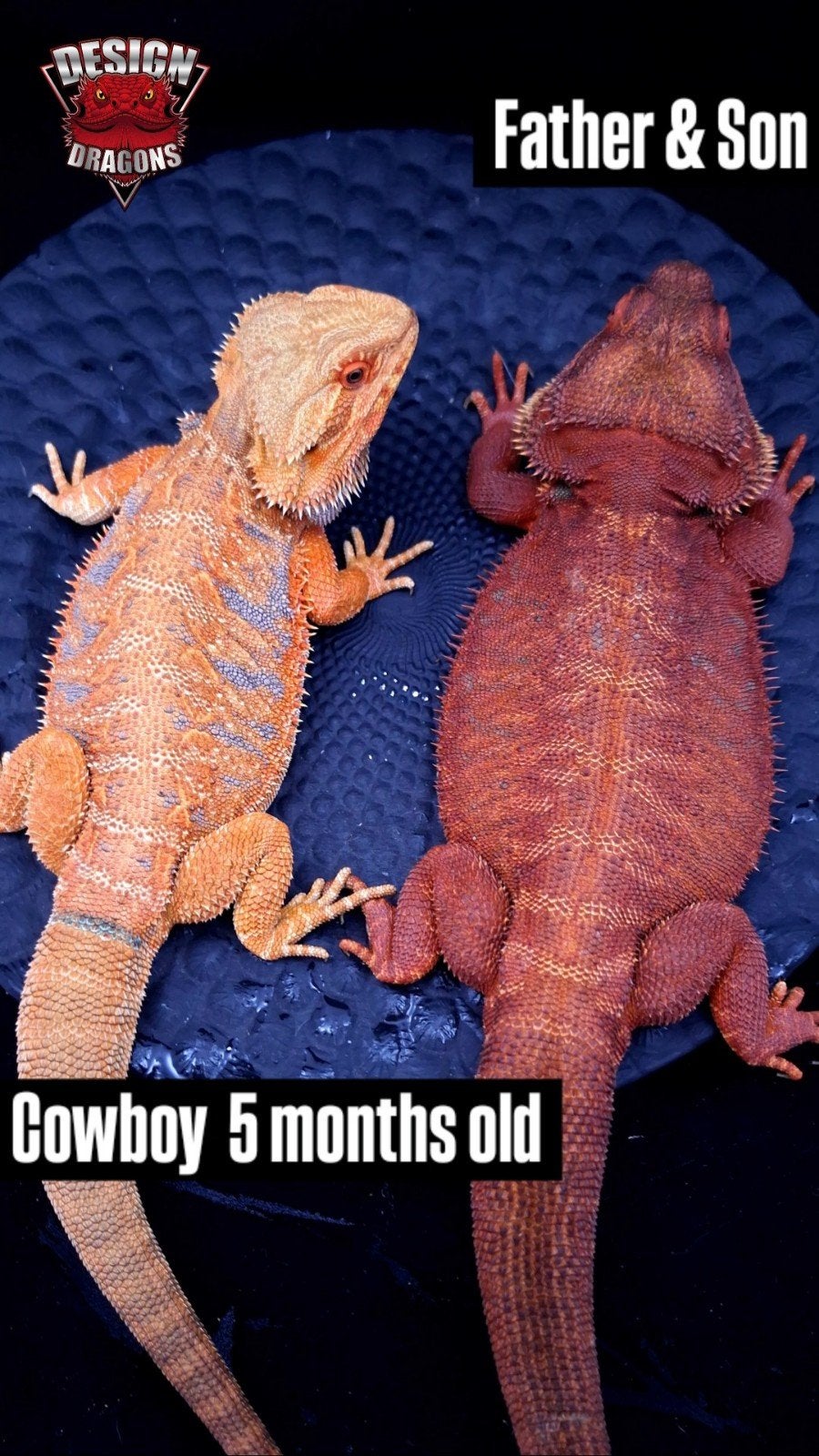 50% Red Monster Purple Tiger het. Witblits/Hypo Baardagaam Bearded Dragon - unknown for sale from Design Dragons