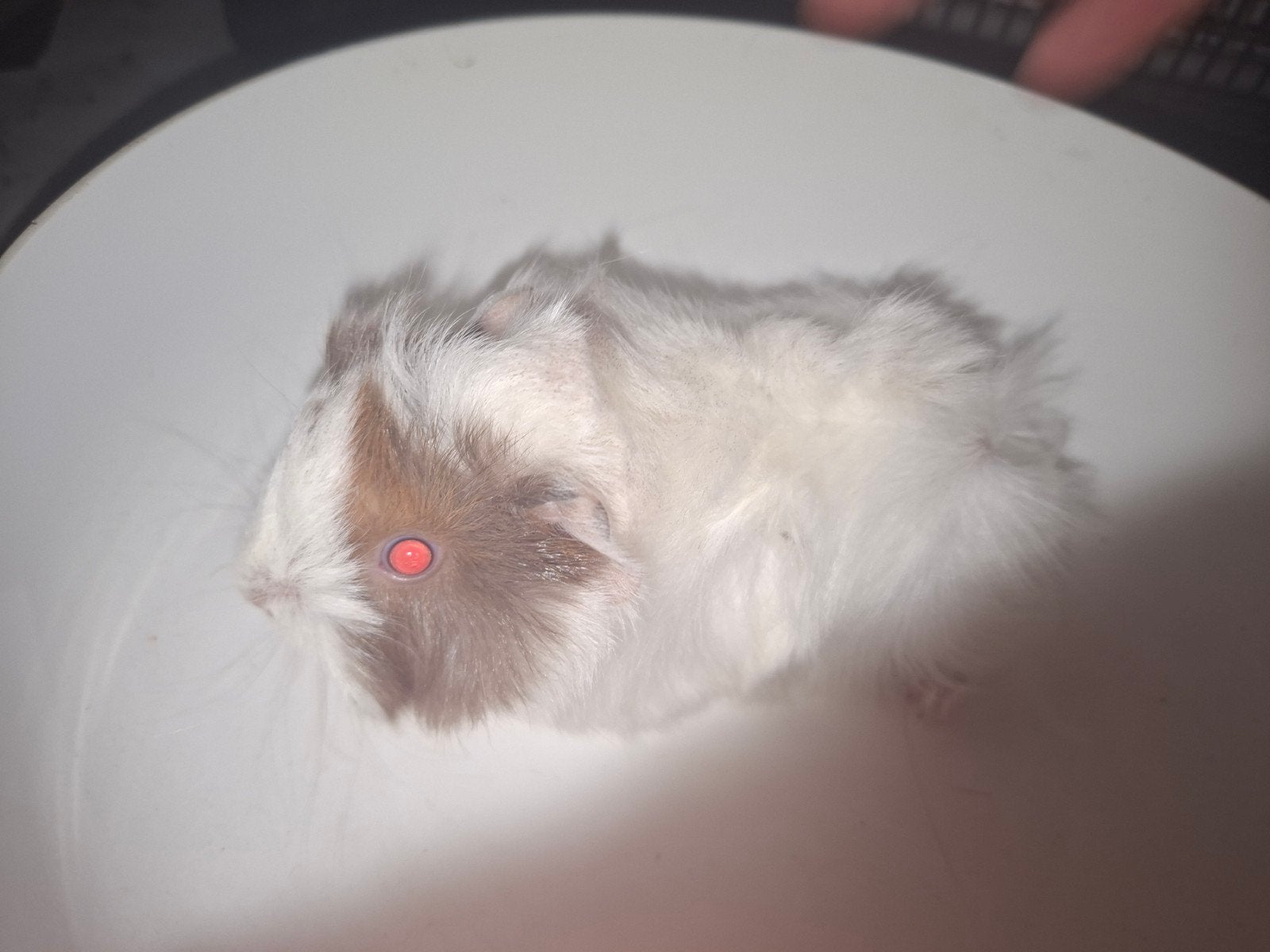 Baby cavia peruvian, Cavia, Mannelijk, Mei, Tam