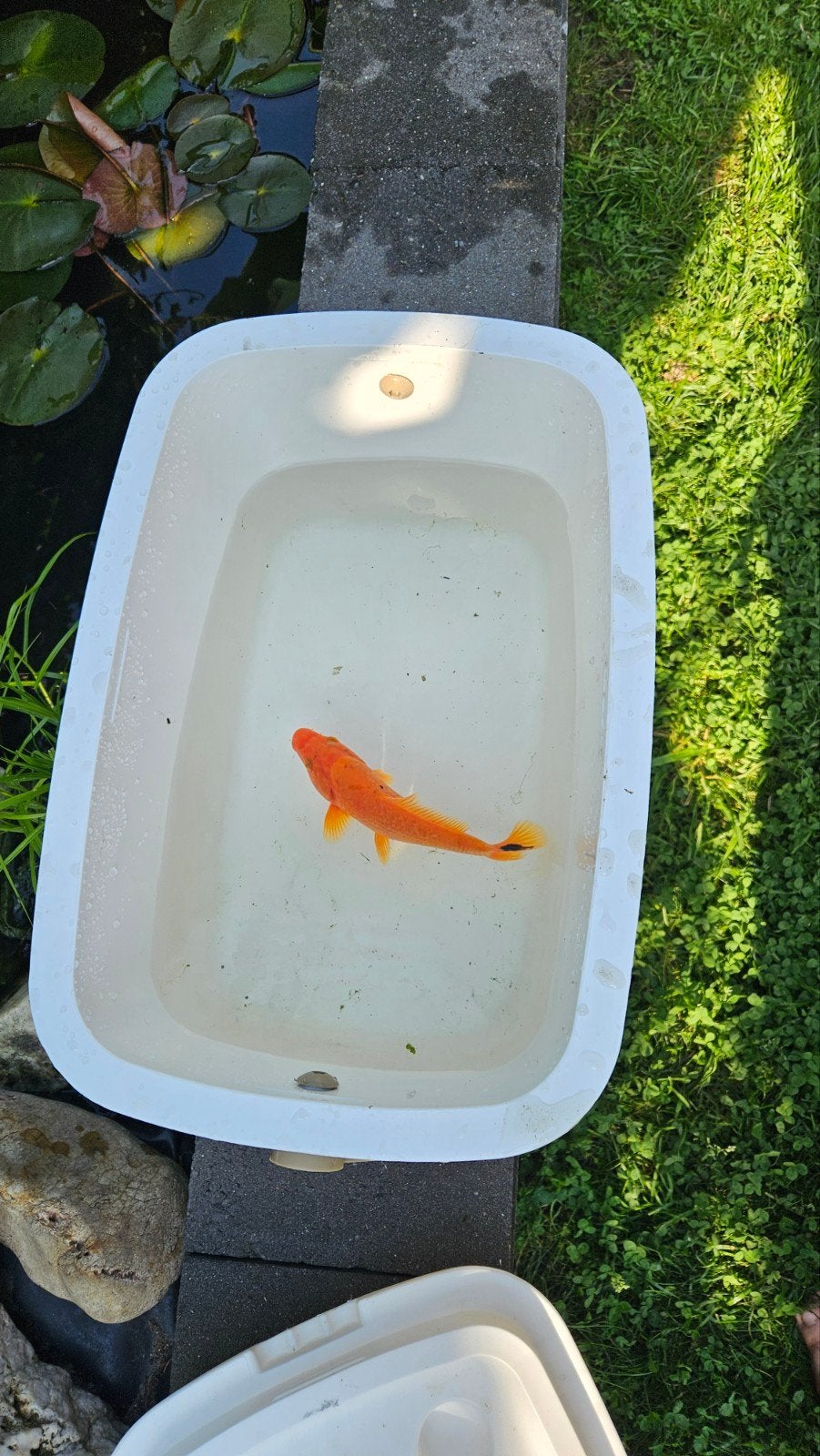 Gratis koikarper, Dieren en Toebehoren, Karper of Koi