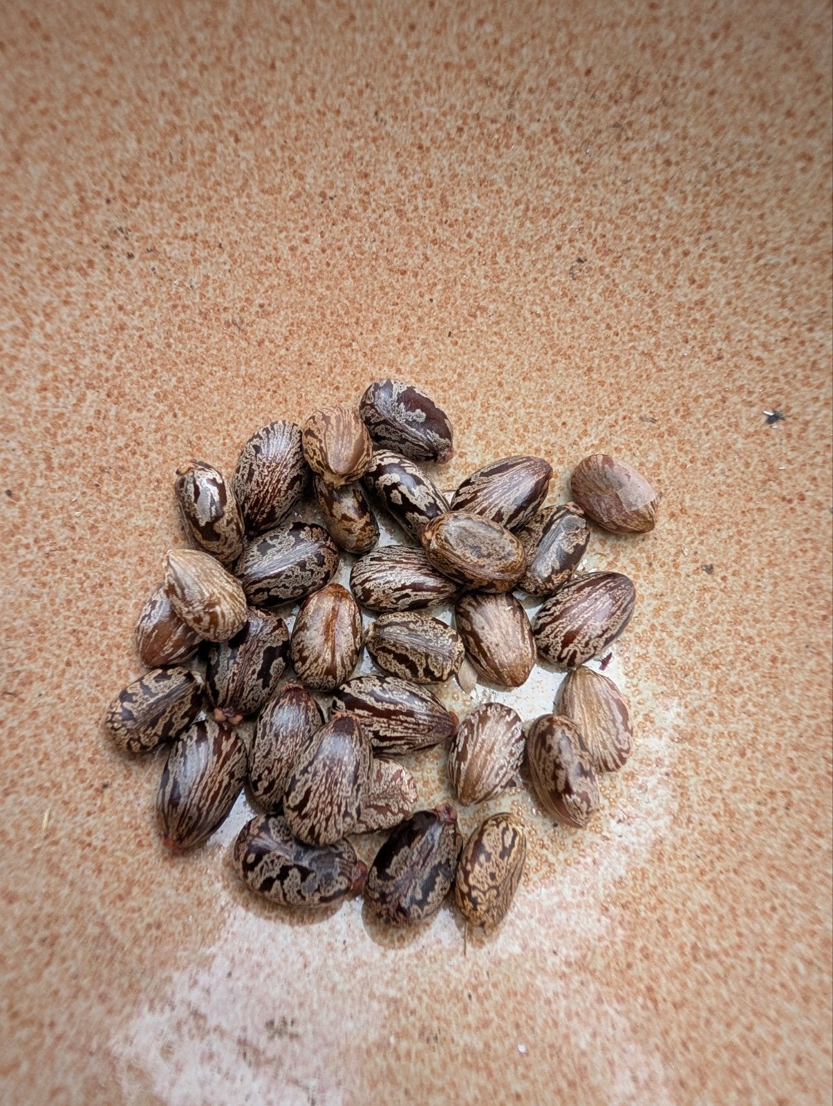 Zaden Wonderboom (Ricinus Communis), Ophalen of Verzenden, Voorjaar, Volle zon, Zaad