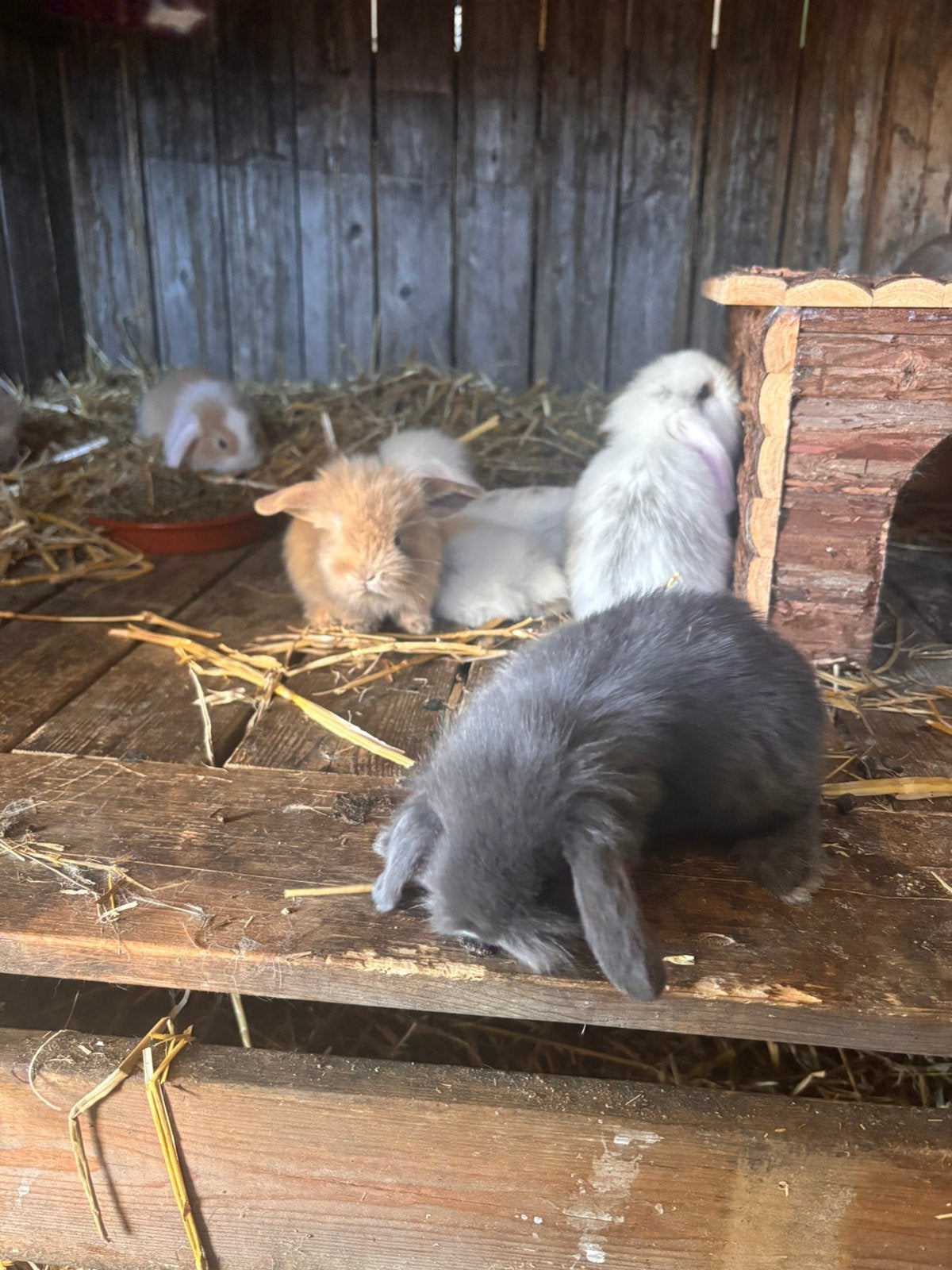 Schattige hangoortjes, Dieren en Toebehoren, Konijnen, Meerdere dieren, Dwerg, Hangoor, 0 tot 2 jaar