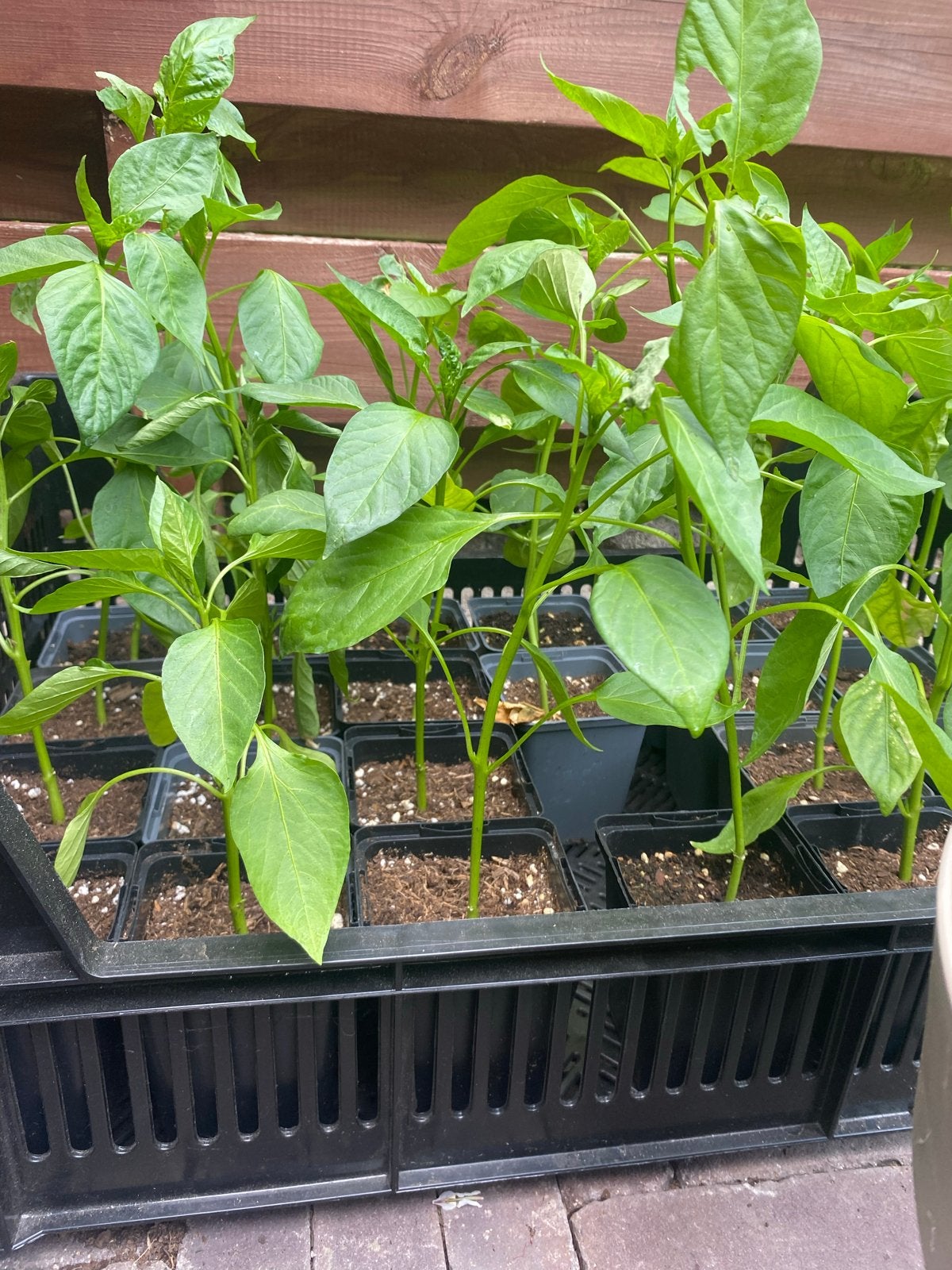 Puntpaprika plantjes - 20 stuks beschikbaar, Tuin en Terras, Planten | Tuinplanten, Ophalen, Volle zon, Groenteplanten, Eenjarig