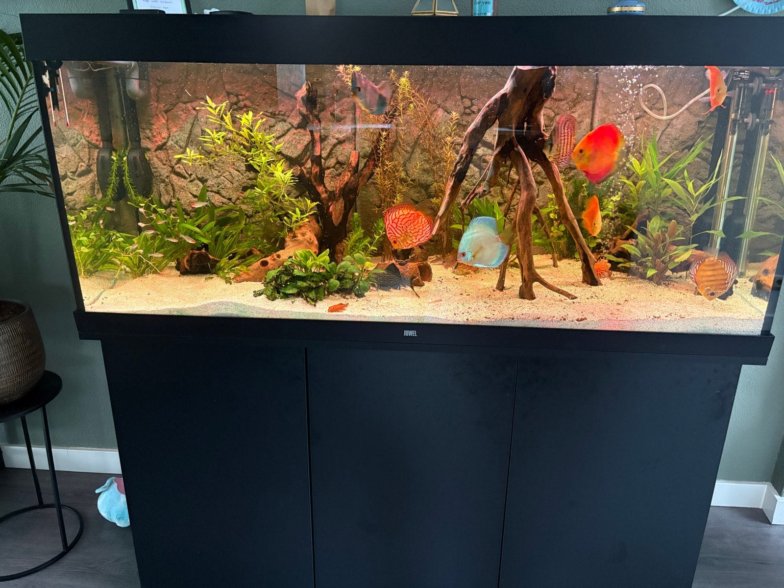 Juwel rio 450 met discus vissen, Gebruikt, Ophalen of Verzenden, Gevuld zoetwateraquarium, Inclusief vissen