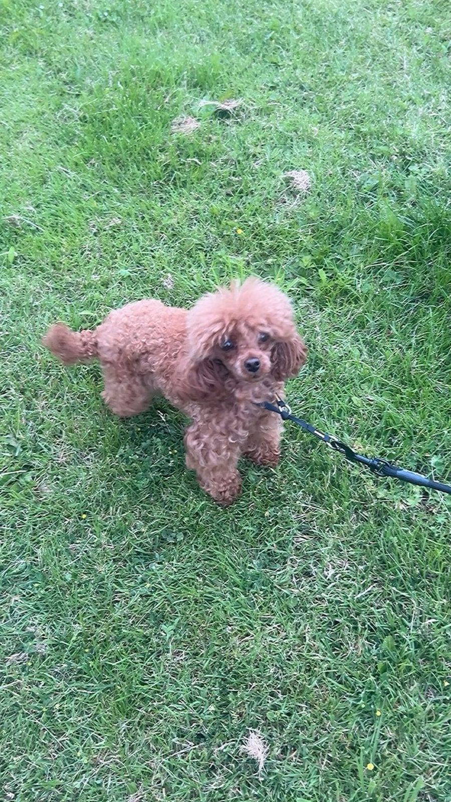 toy poedel teefje, Dieren en Toebehoren, Poedel, 1 tot 2 jaar, Eén hond, CDV (hondenziekte)
