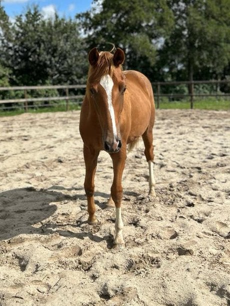 Jaarling merrie – PITCH PERFECT x AMPÈRE, Dieren en Toebehoren, Merrie