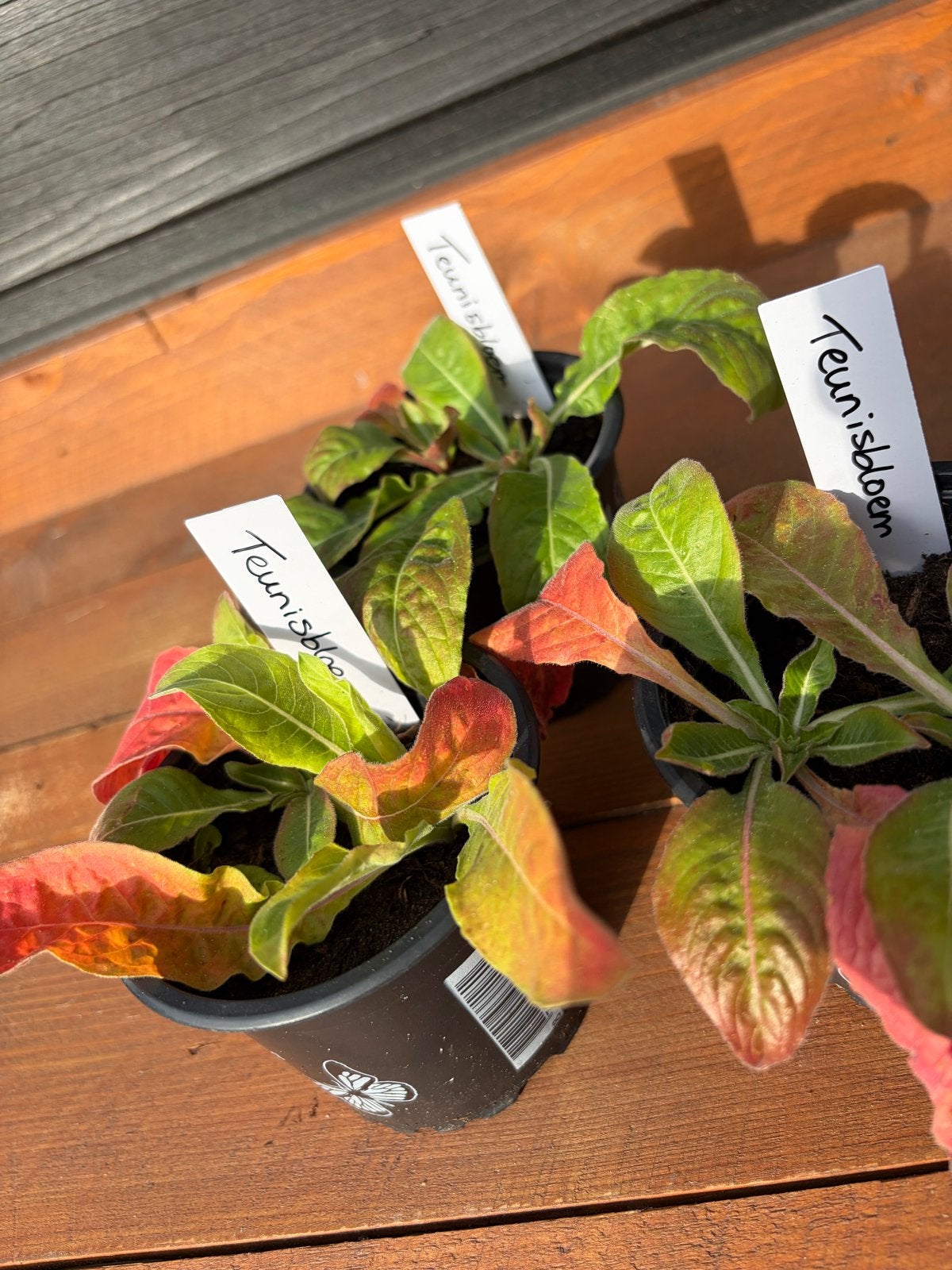 3x Teunisbloem - 3 voor €1,-, Volle zon, Vaste plant, Zomer, Ophalen