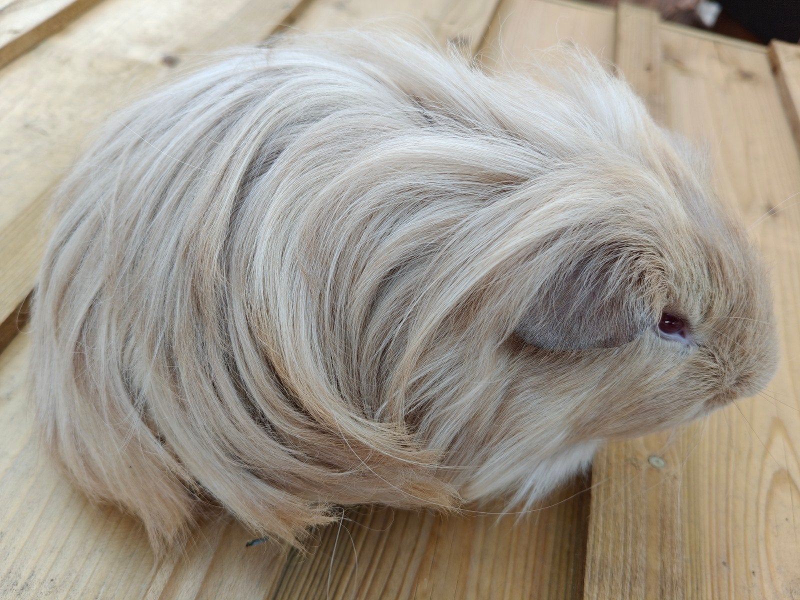 cavia beertje, Mei, Mannelijk, Cavia