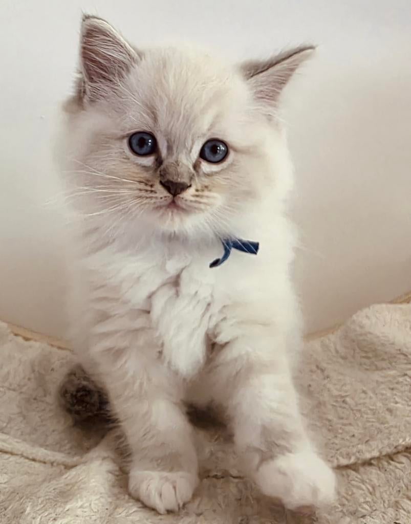 Ragdoll kittens, Dieren en Toebehoren, Katten en Kittens | Raskatten | Langhaar, Meerdere dieren, Gechipt, 0 tot 2 jaar