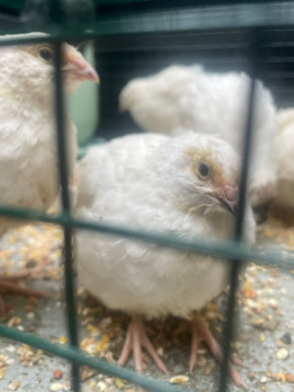10 mooie Japanse Jumbo kwartels, Meerdere dieren