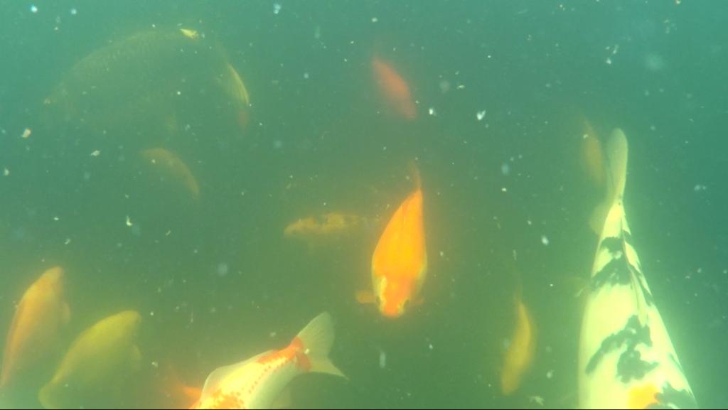 vijver, Dieren en Toebehoren, Vissen | Vijvervissen, Karper of Koi