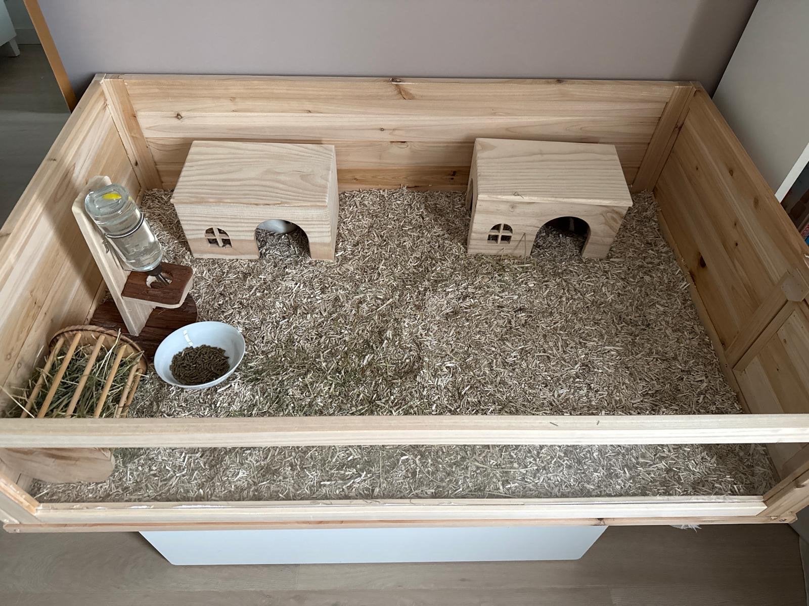 2 mannetjescavia’s + compleet hok | Alphen aan den Rijn, 110 cm of meer, Ophalen of Verzenden, 90 cm of meer, Hok