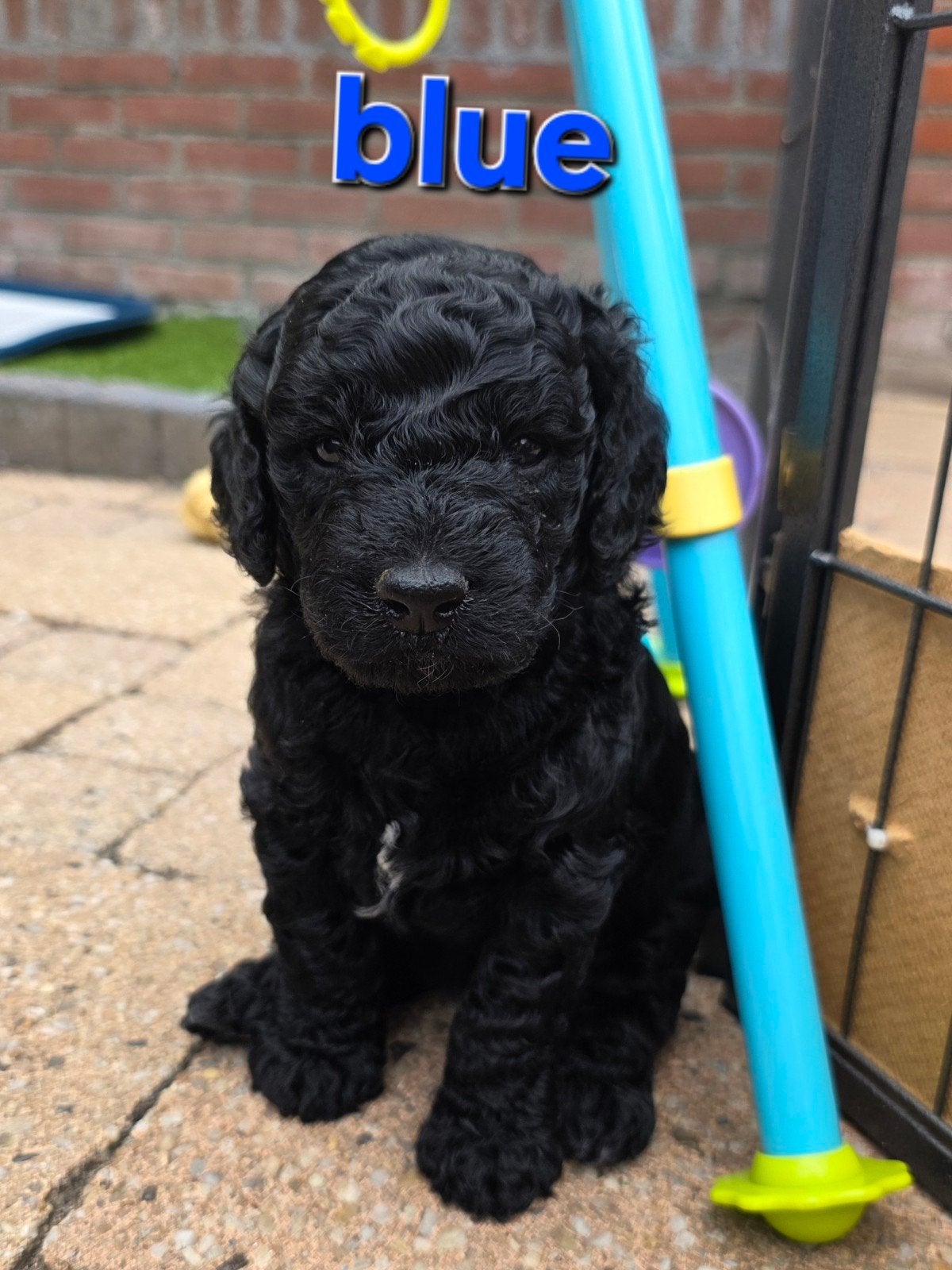 Laatste reutje goldendoodle Multigen pups, Parvo, 8 tot 15 weken, Meerdere, Meerdere dieren