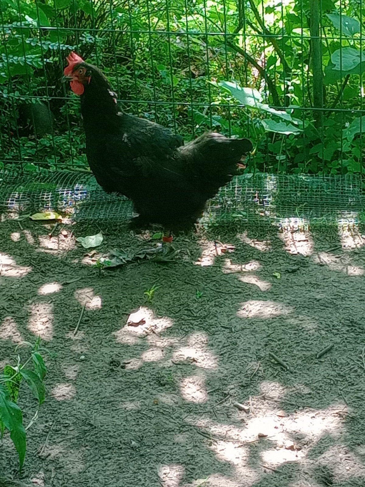 MARANS KIPPEN, Dieren en Toebehoren, Pluimvee, Meerdere dieren, Kip
