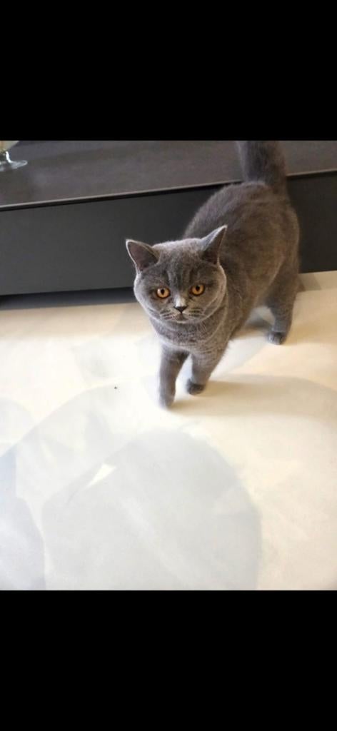 Zwanger Britse langhaar/korthaar poes zoekt nieuw thuis