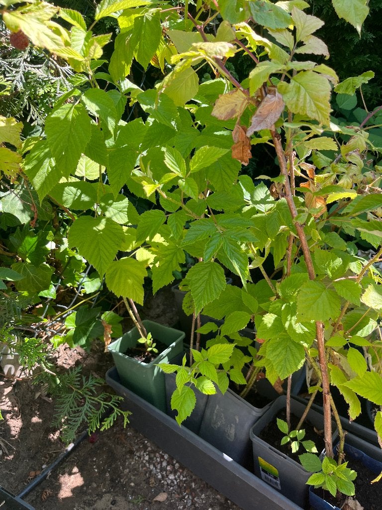 Plantjes frambozen framboos plant (en meer), Ophalen, Minder dan 100 cm, Overige soorten, Volle zon