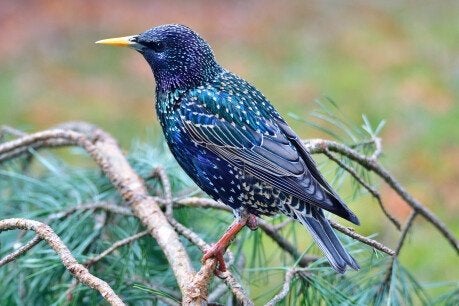 spreeuwen, Mannelijk, Wildzangvogel, Geringd