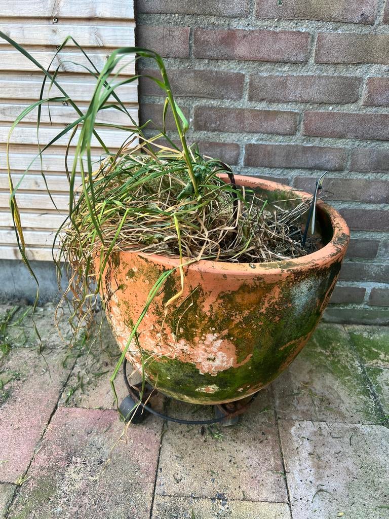 Gratis: Terracotta pot met plateau op wieltjes, Tuin en Terras, Ophalen, Gebruikt, 40 cm of meer, Rond