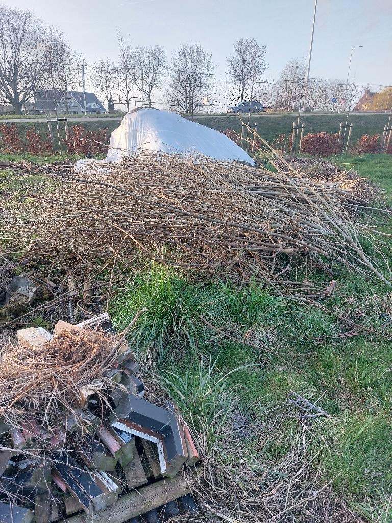 GRATIS POPULIEREN TAKKEN, Tuin en Terras, Planten | Bomen, Bloeit niet, Overige soorten, 100 tot 250 cm, Ophalen