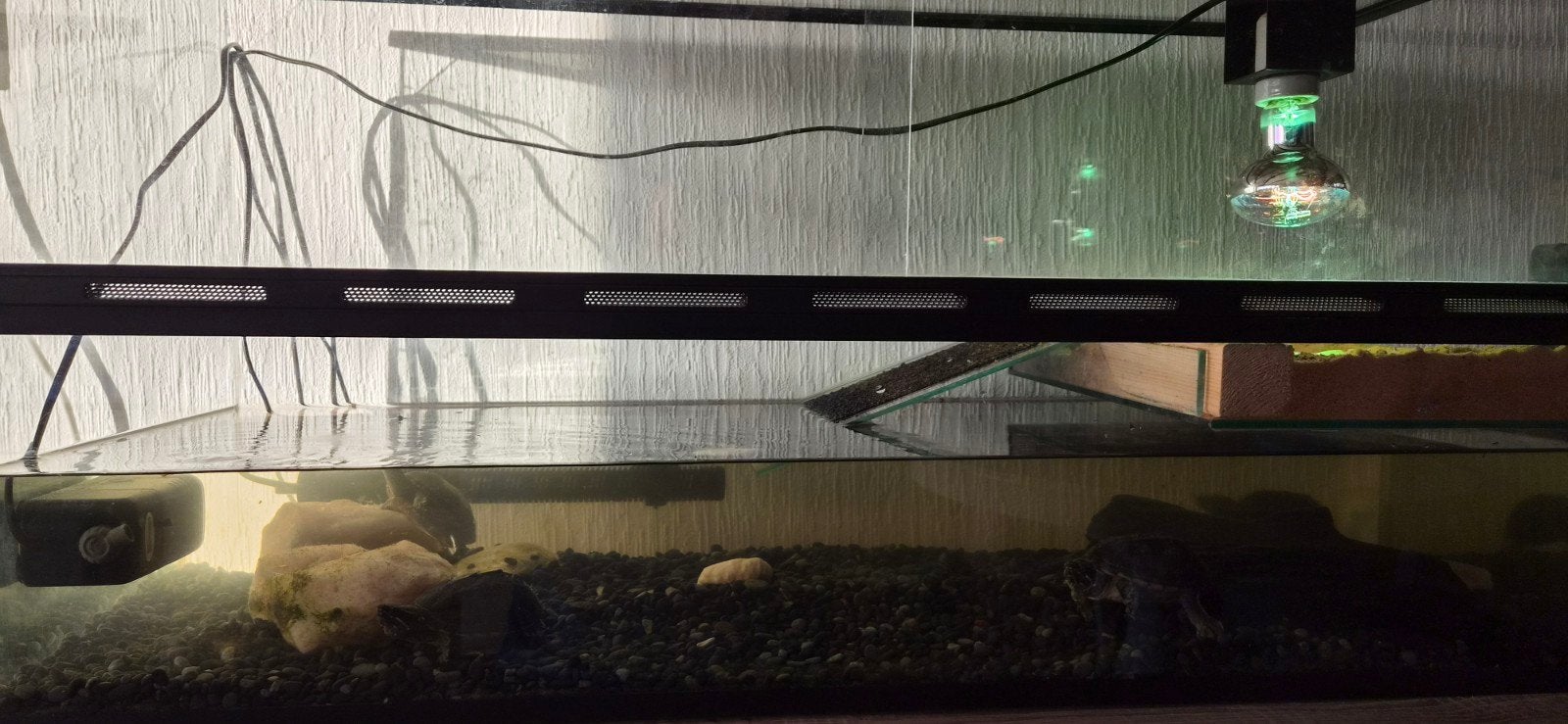 4 muskusschildpadden compleet met bak Turtle photo 3