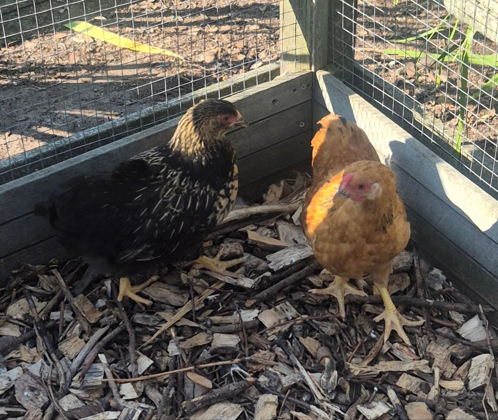 Wyandotte kippen, 14 weken oud setje = hen+haan, Dieren en Toebehoren, Pluimvee, Meerdere dieren, Kip