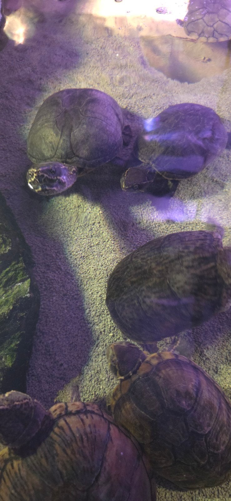 Muskus Schildpadden, Dieren en Toebehoren, Schildpad, 0 tot 2 jaar