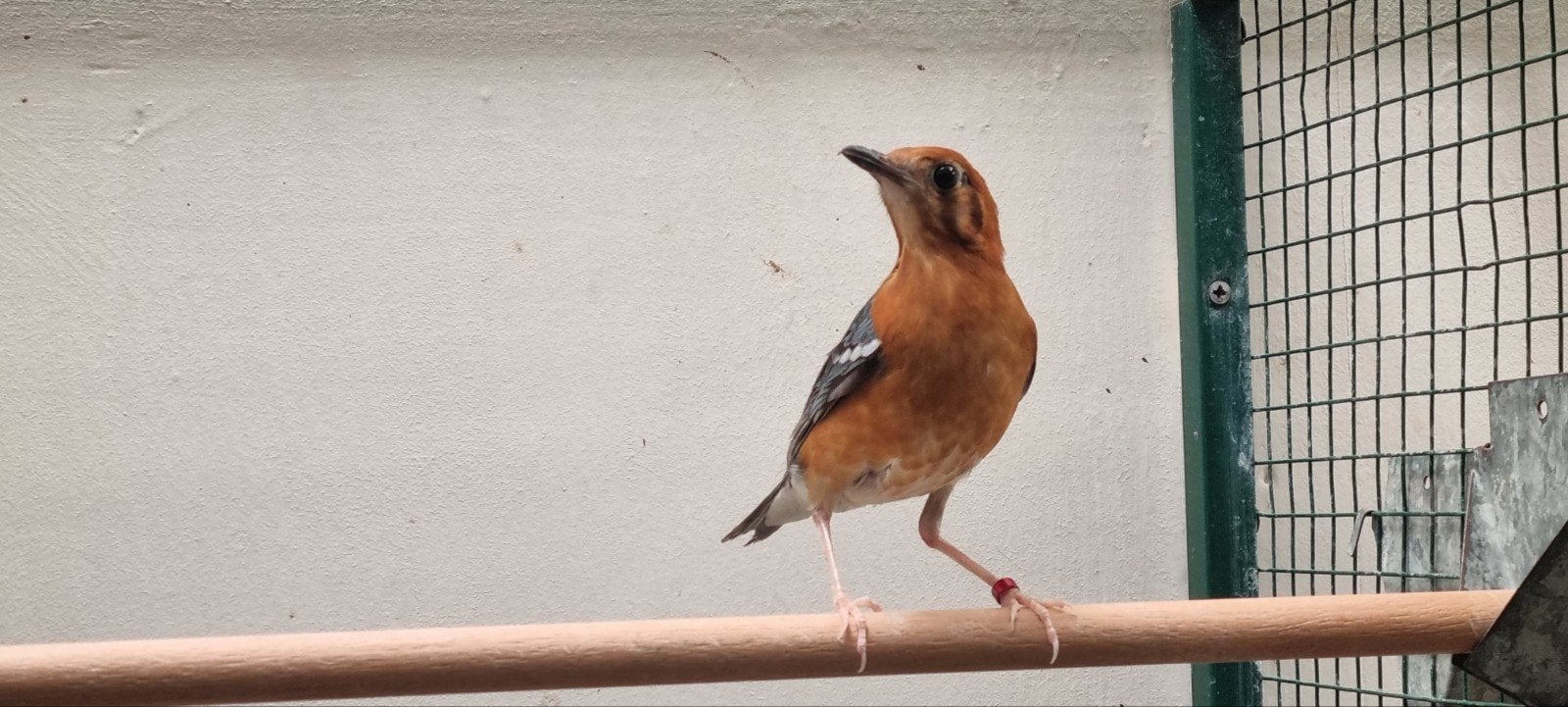 Dama Lijster man!, Dieren en Toebehoren, Vogels | Overige Vogels, Mannelijk, Tropenvogel, Geringd