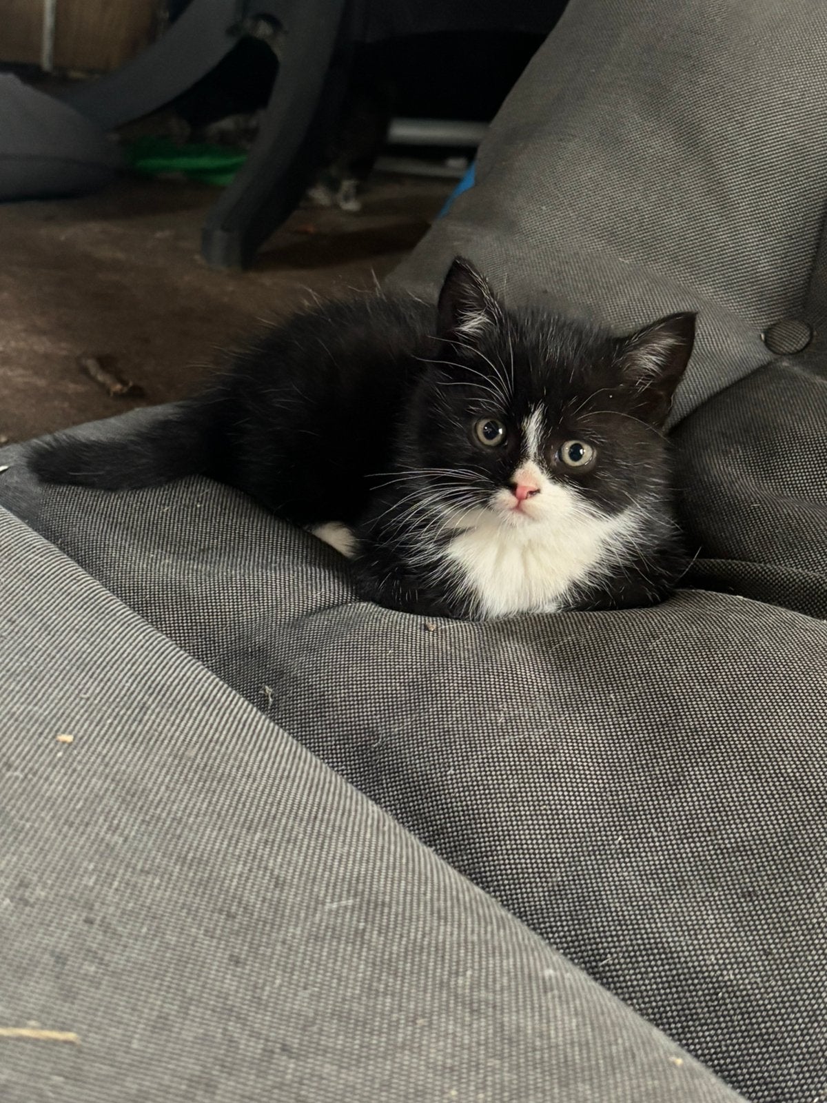 Boerderij kittens, Meerdere dieren, Kortharig, 0 tot 2 jaar