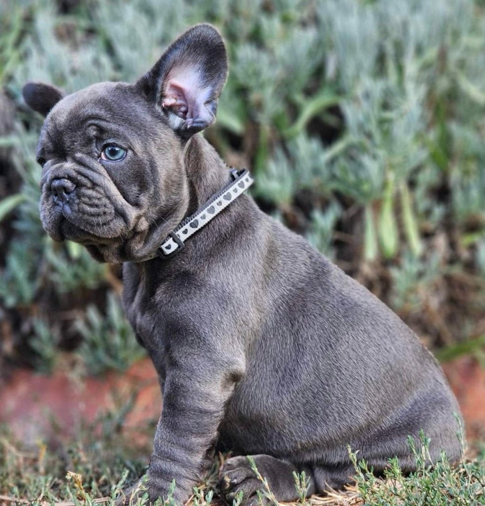Franse Bulldog pup, 8 tot 15 weken, Buitenland, Teef, Parvo