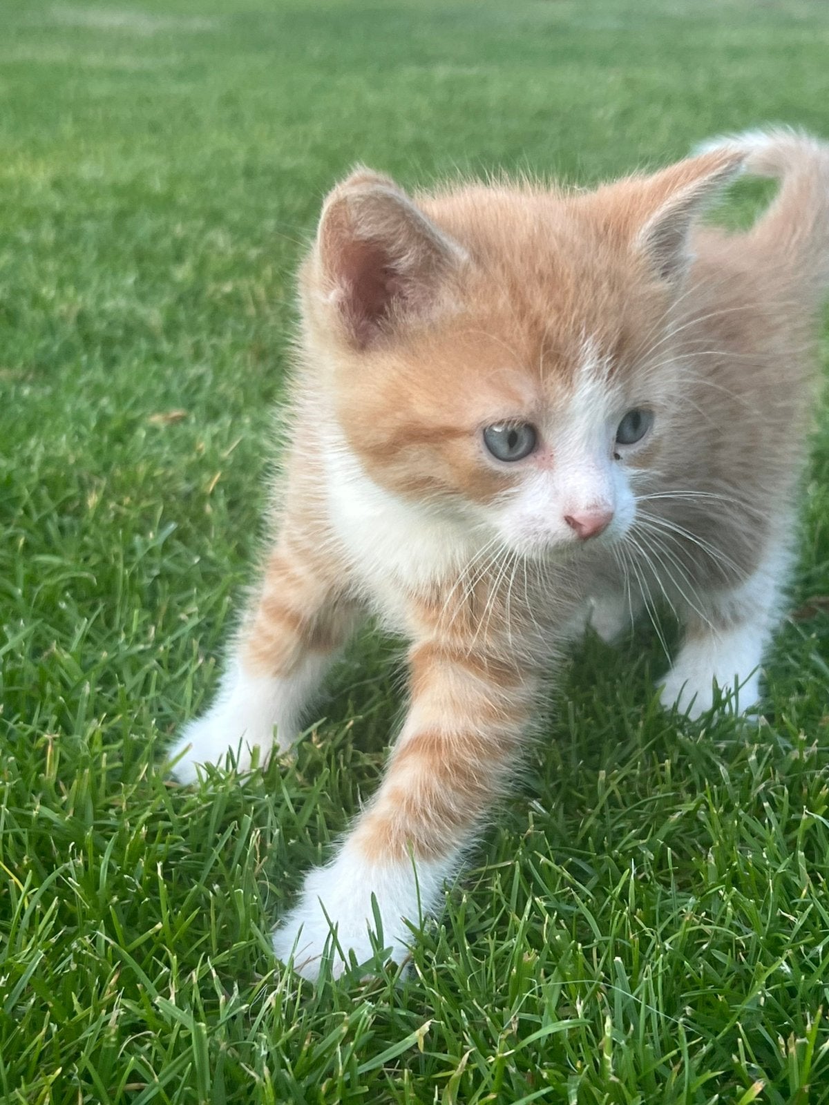 Lieve kittens zoeken een nieuw thuis!, Meerdere dieren