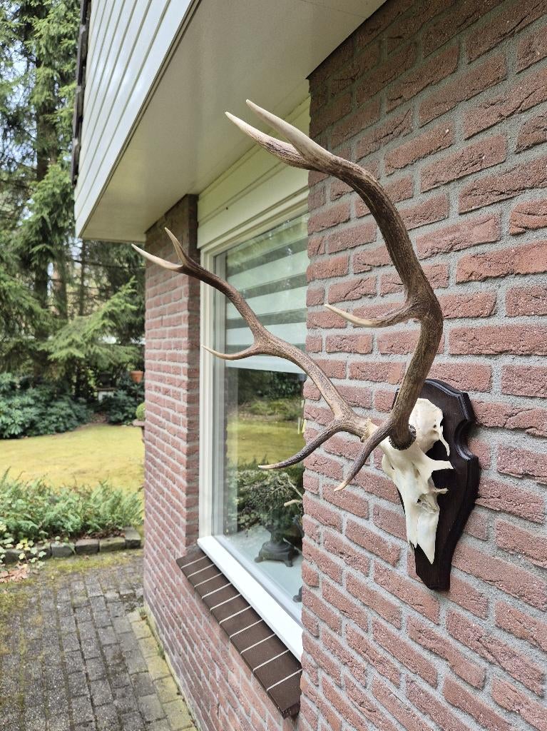 Mooi Symmetrisch Edelhert Gewei Jacht Mancave g70, Verzamelen, Dierenverzamelingen, Ophalen, Gebruikt, Hert, Gewei of Kop