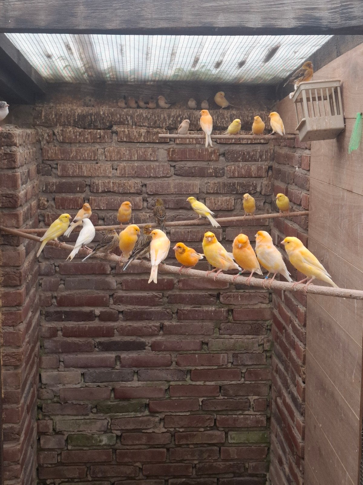 kanaries, Dieren en Toebehoren, Vogels | Kanaries, Meerdere dieren, Kleurkanarie