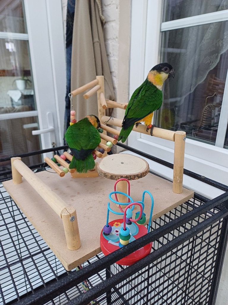 Zwartkop Caique, Dieren en Toebehoren, Mannelijk, Dwergpapegaai of Agapornis, Tam