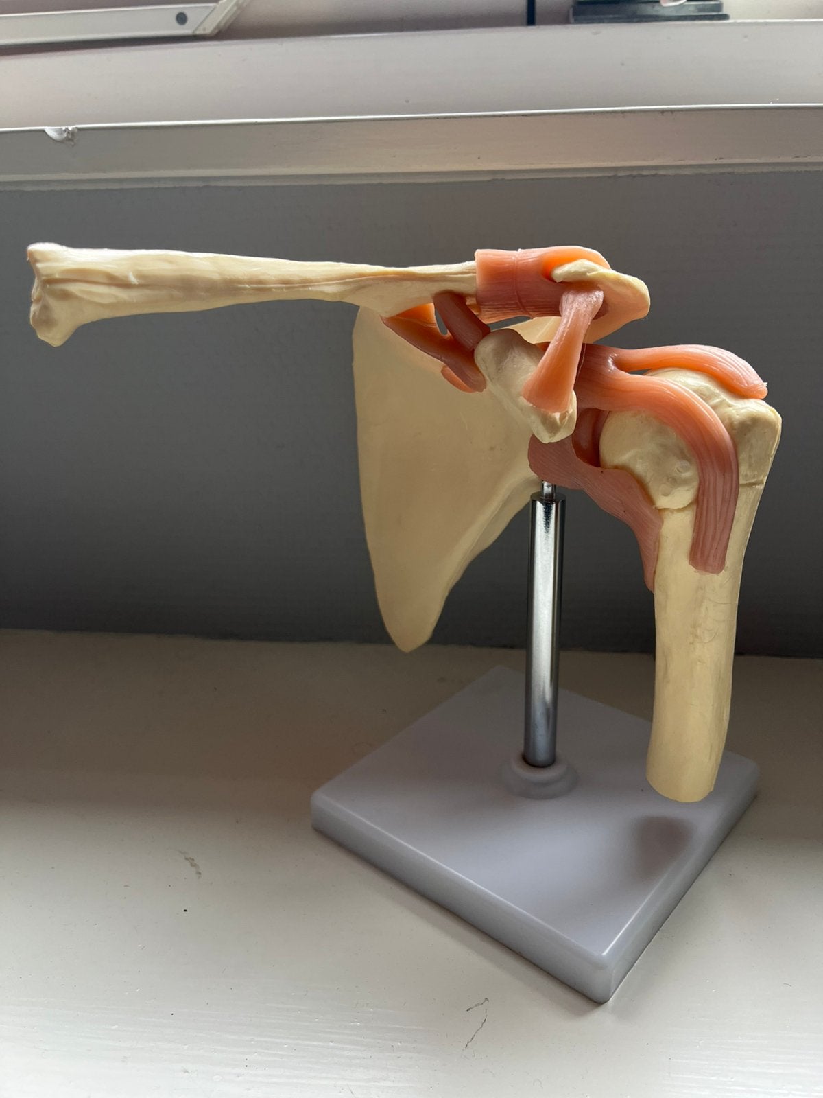 Anatomisch model schouder, Ophalen of Verzenden, Nieuw, Groter dan 1:32