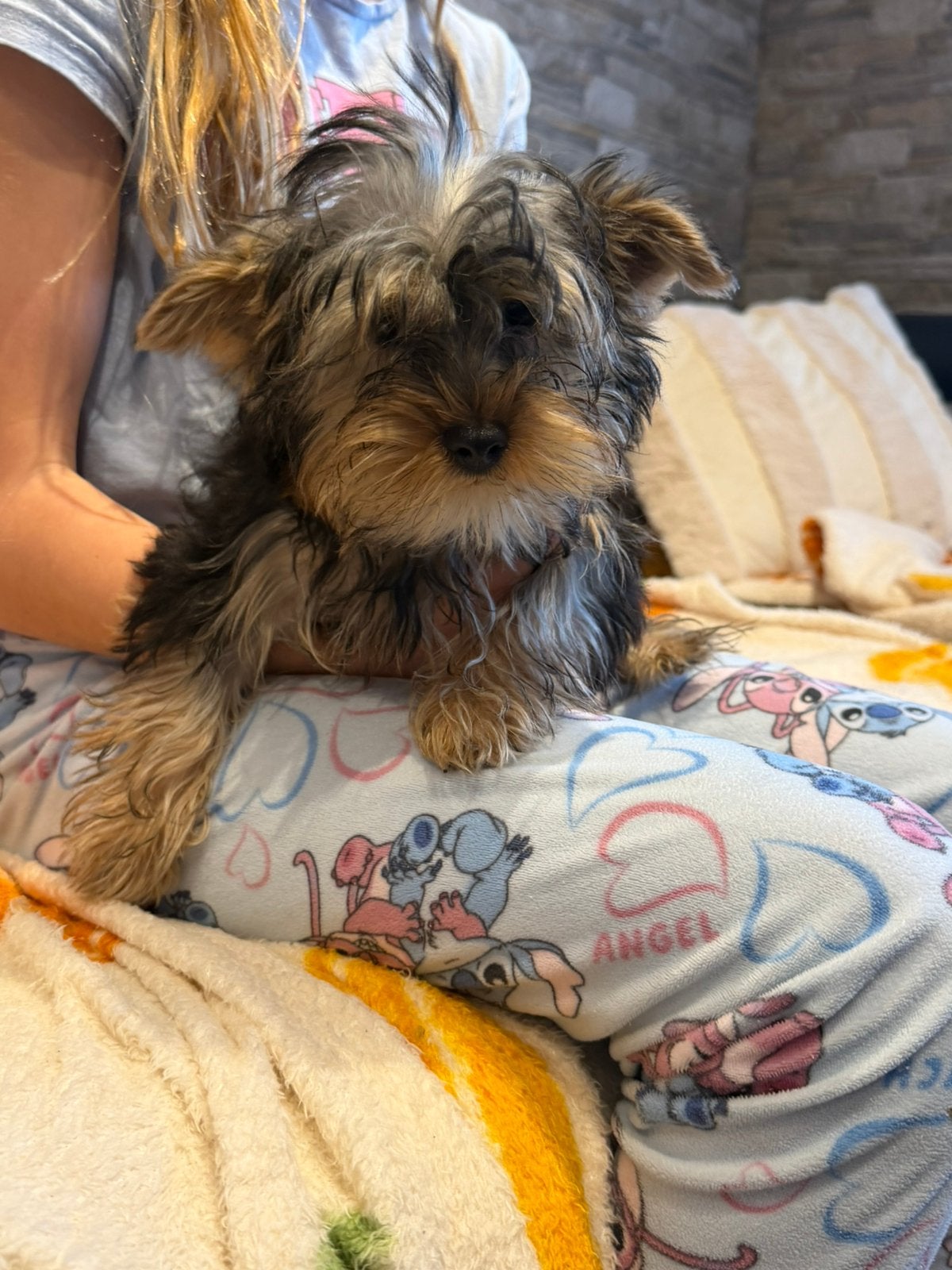 Yorkshire terriër pups te koop, Yorkshire Terriër, Particulier, 15 weken tot 1 jaar, Buitenland