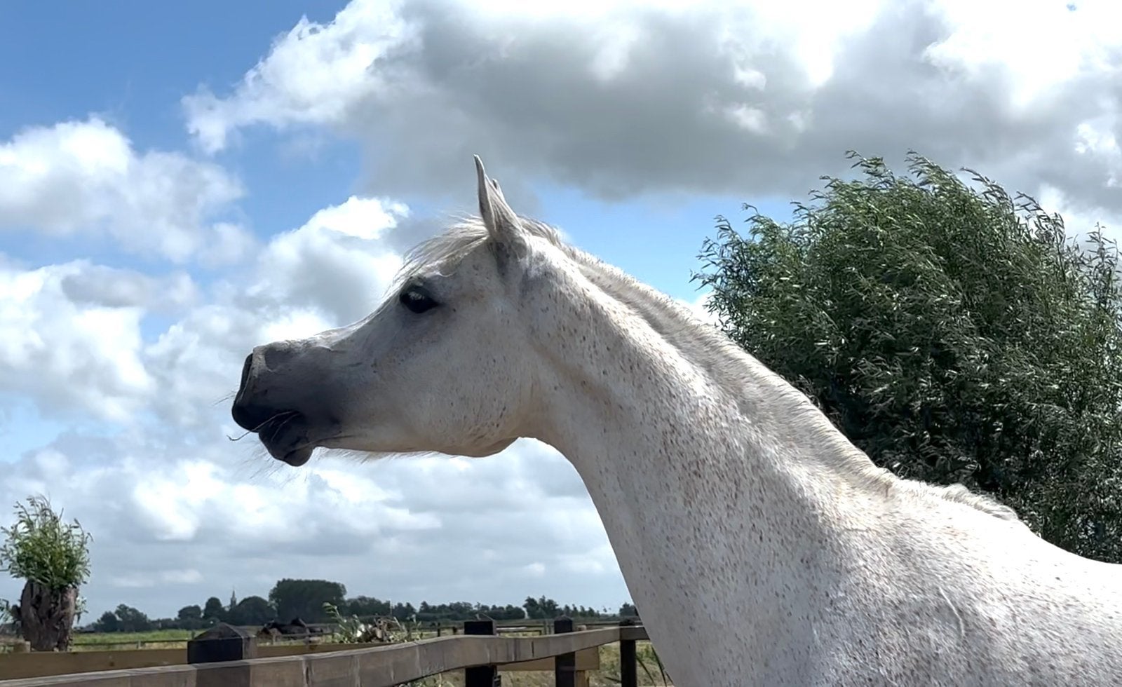 Div Arabische volbloed (Arabier) (Arabisch), Dieren en Toebehoren, Paarden, Merrie, Niet van toepassing, 3 tot 6 jaar, Recreatiepaard