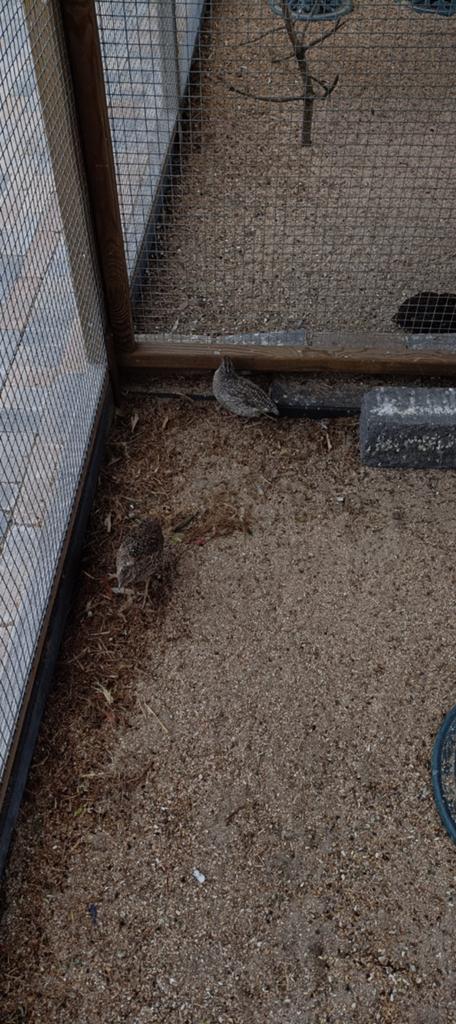 Kwartels, Dieren en Toebehoren, Mannelijk