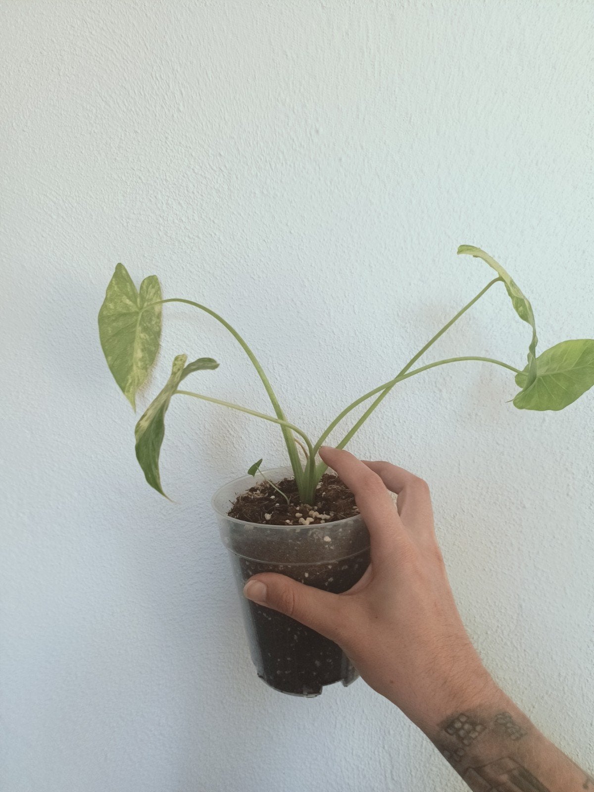 Alocasia gaugena aurea, Overige soorten, In pot, Minder dan 100 cm, Groene kamerplant