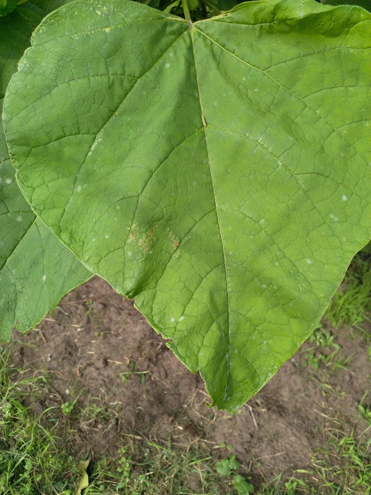 catalpa bomen, Tuin en Terras, Ophalen