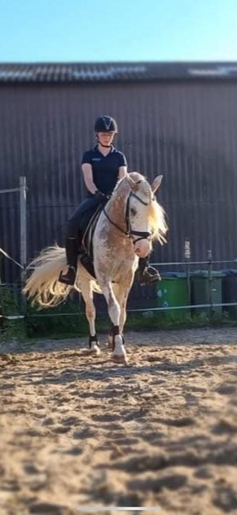 Super brave haflinger x appaloosa ruin, Ruin, Zadelmak, 7 tot 10 jaar, Recreatiepony