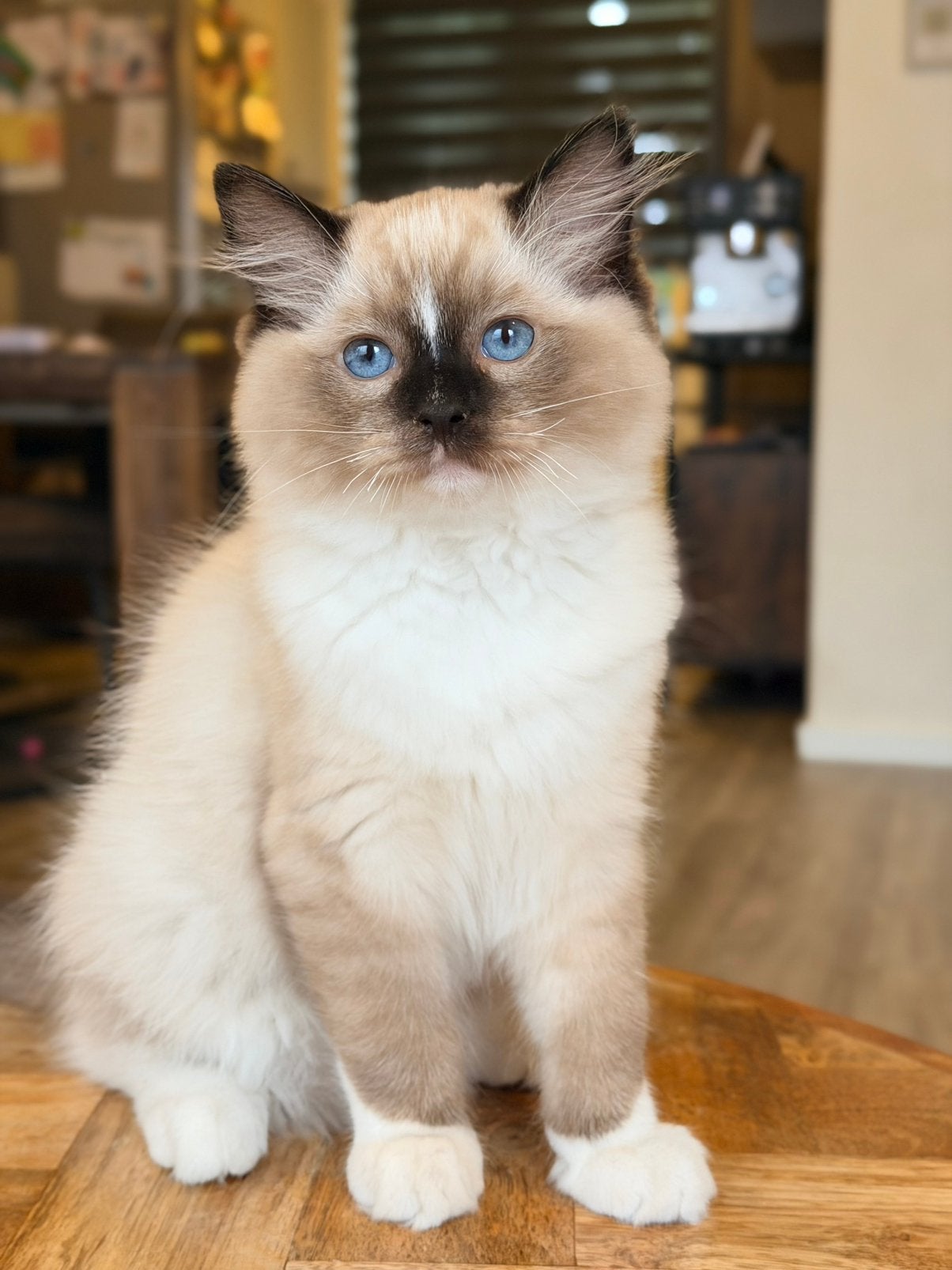 Twee ragdoll kittens met stamboom - broer en zus., Dieren en Toebehoren, Katten en Kittens | Raskatten | Langhaar, Meerdere dieren