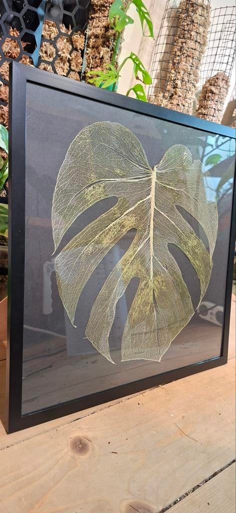 Monstera nervenblad, Ophalen of Verzenden, Halfschaduw, Minder dan 100 cm