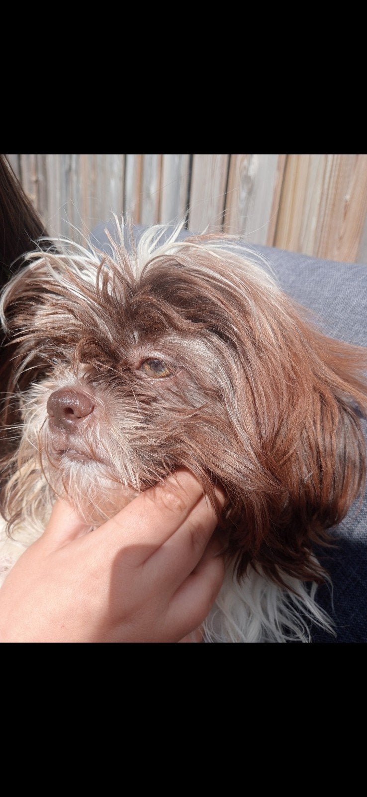verwacht een nestje in oktober shih tzu pups, Overige rassen, 8 tot 15 weken, Meerdere, Meerdere dieren