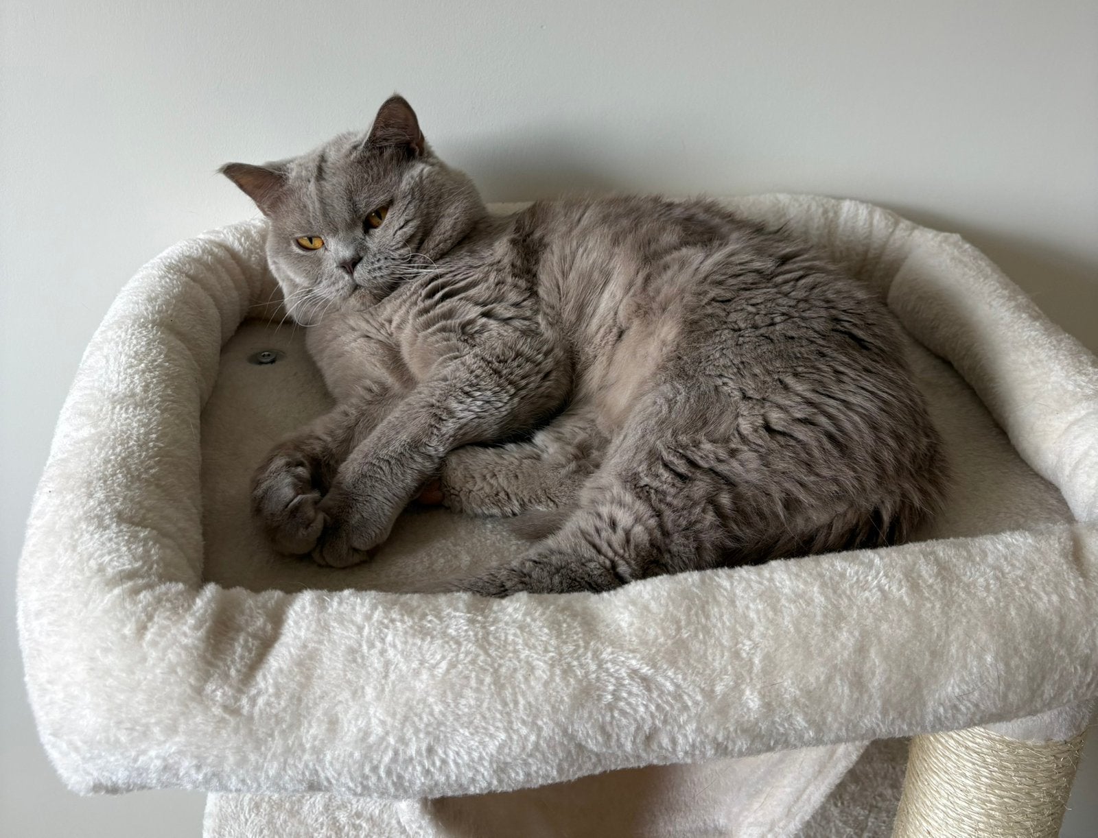 Britse korthaar kater, Dieren en Toebehoren, Kater, Gechipt, 0 tot 2 jaar