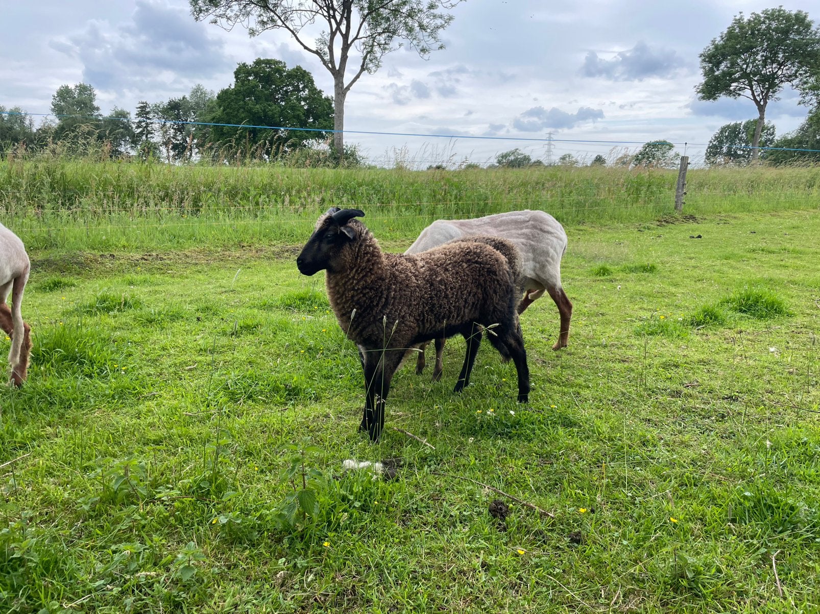 Drents heideschaap lammeren, Dieren en Toebehoren, Schapen, Geiten en Varkens, Mannelijk, Schaap, 0 tot 2 jaar